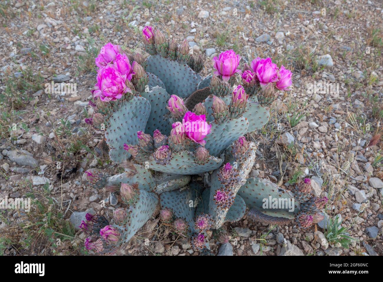 In der Mojave-Wüste im Südwesten Utahs blüht der Perlenschwanzkaktus (Opuntia basilaris) Stockfoto