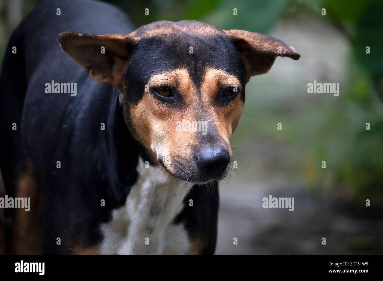 Nahaufnahme eines schönen indischen Straßenhundes Gesicht Stockfoto