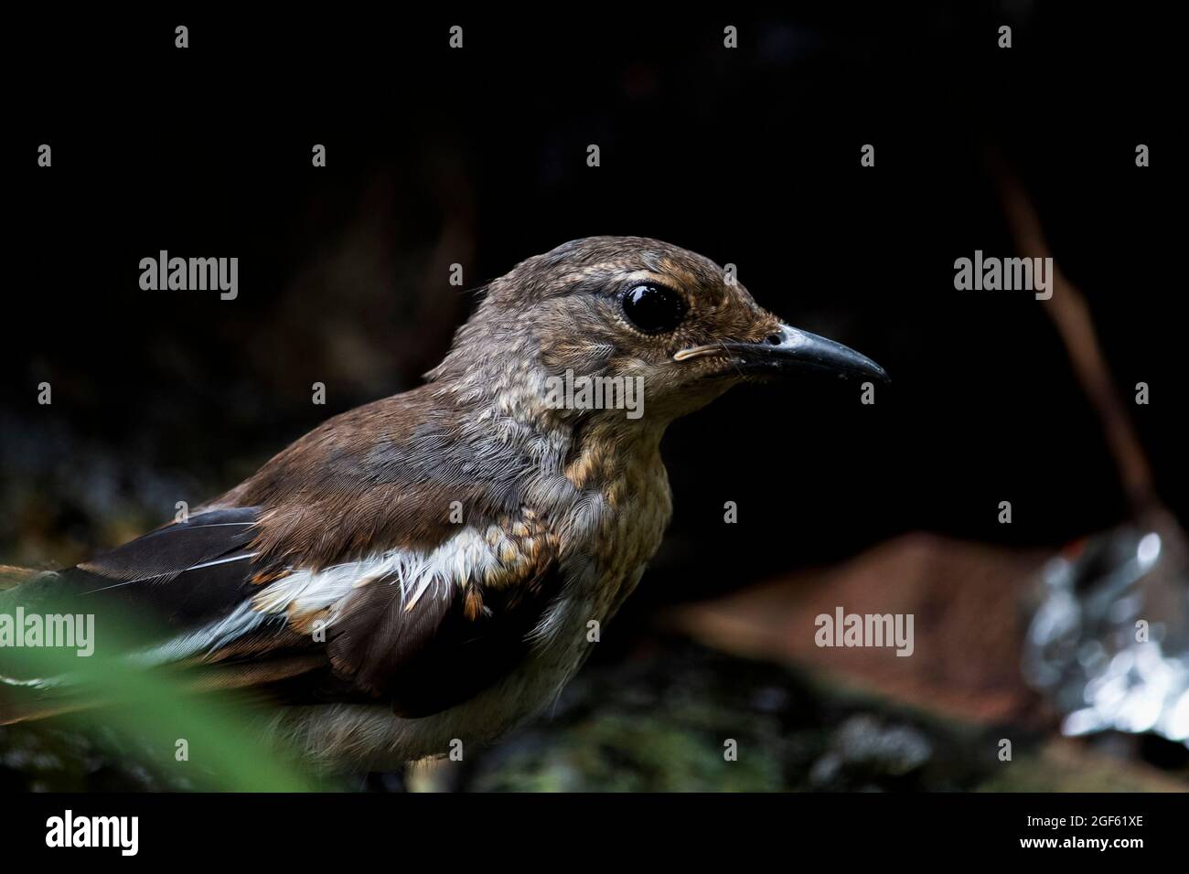 Nahaufnahme eines wunderschönen männlichen Vogelgesichtes der indischen orientalischen Elster Robin Stockfoto