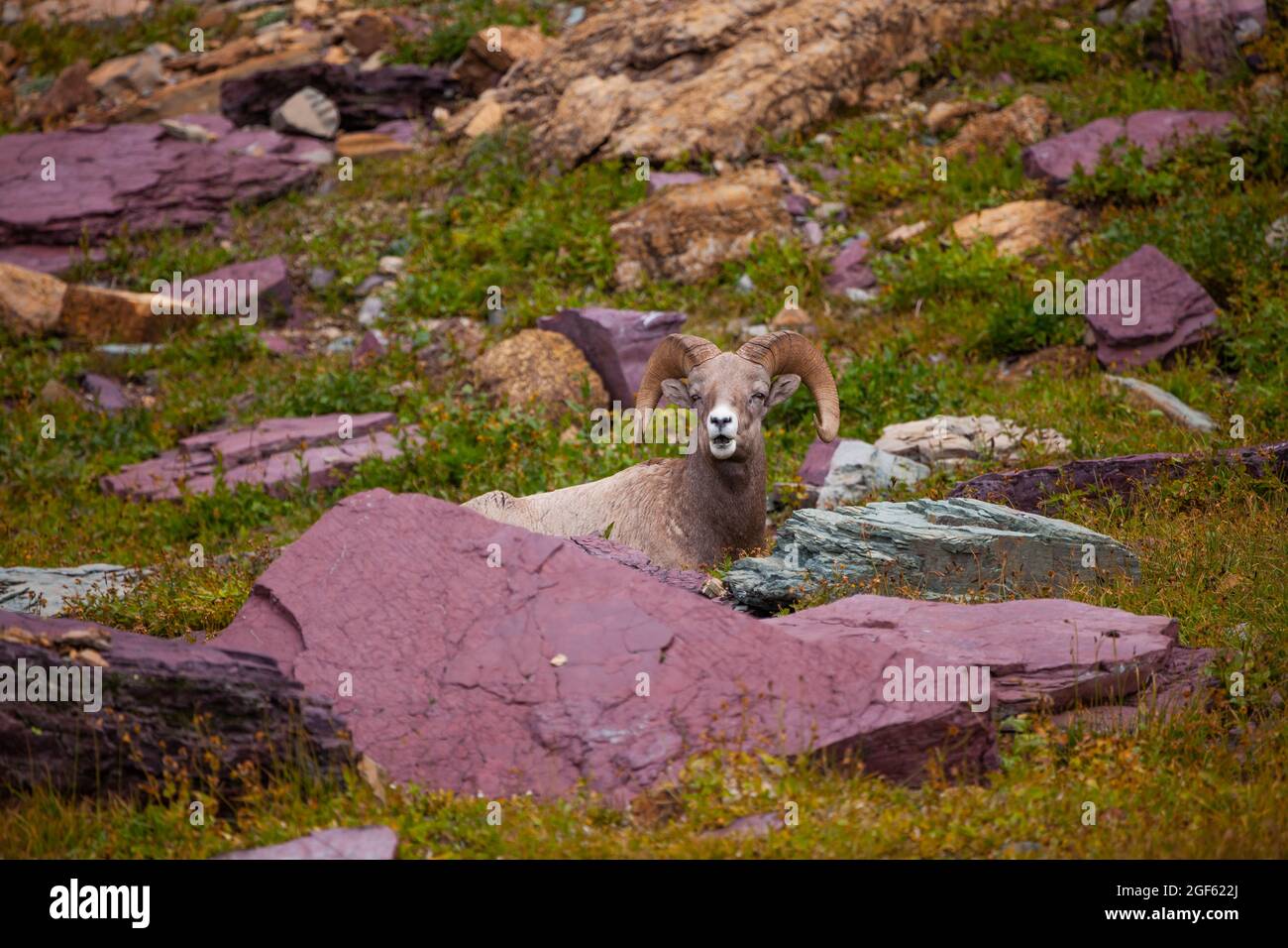 Dickhornschafe, Logan Pass, Glacier National Park, Montana Stockfoto
