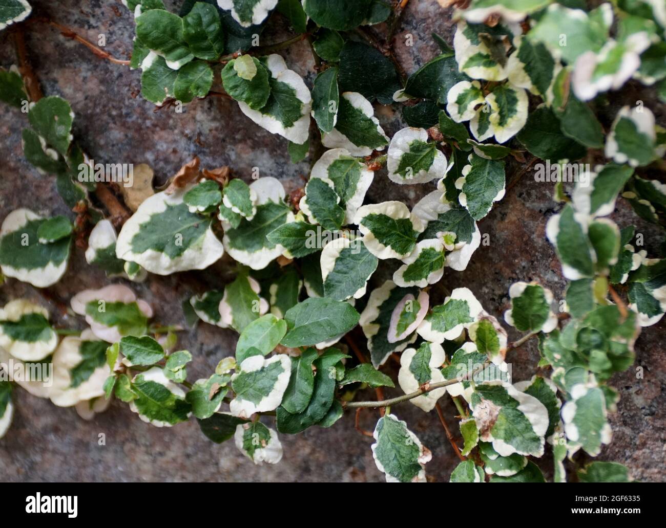 Weie und grne, kleine Bltter der bunten, kriechenden Feige-Pflanze  Stockfotografie - Alamy