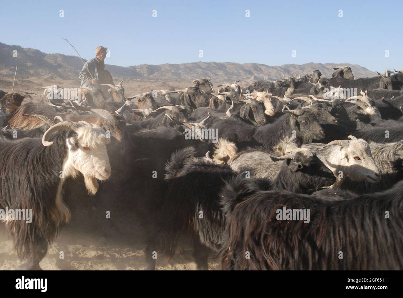 Ein afghanischer Schäferhund pfeift und schreit, um seine Ziegenherde in Bewegung zu halten, während er an einem Patrouillenstützpunkt der 173. Luftbrigade in der östlichen Provinz Paktika, Afghanistan, im November 9 vorbeikommt. Stockfoto