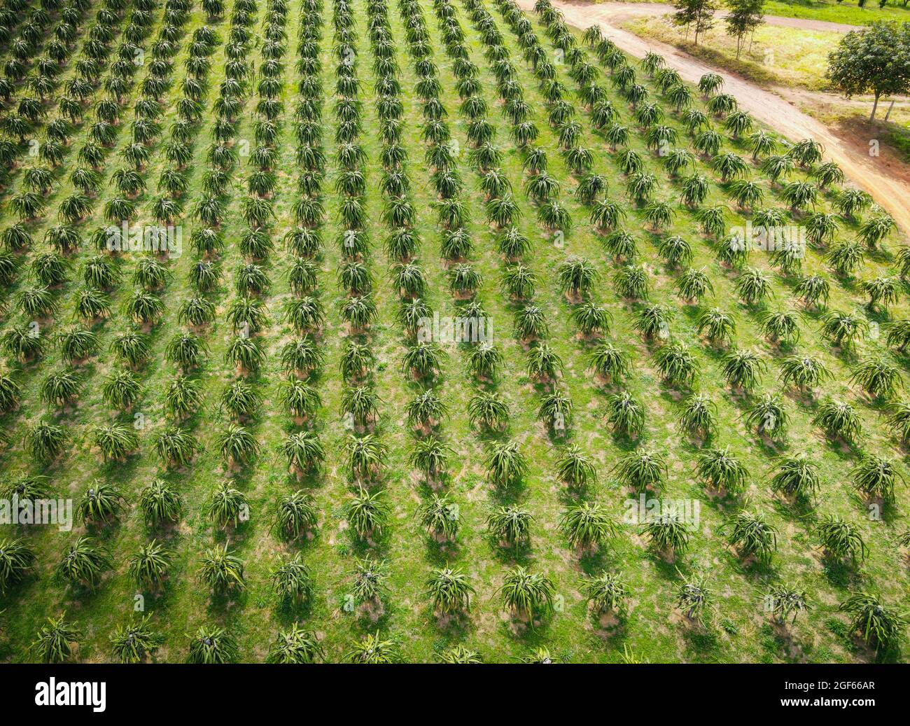 Luftaufnahme der Drachenfrucht grüne Felder Natur landwirtschaftlichen Bauernhof Hintergrund, Draufsicht Drachenfrucht Baum von oben von Pflanzen in grün, Vogelauge Stockfoto