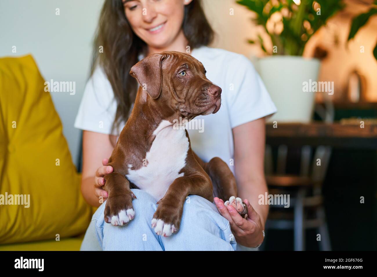 Pure Freude der liebevollen Haustier Eltern kuscheln Fell Baby auf gelbem Sofa im Wohnzimmer zu Hause Stockfoto