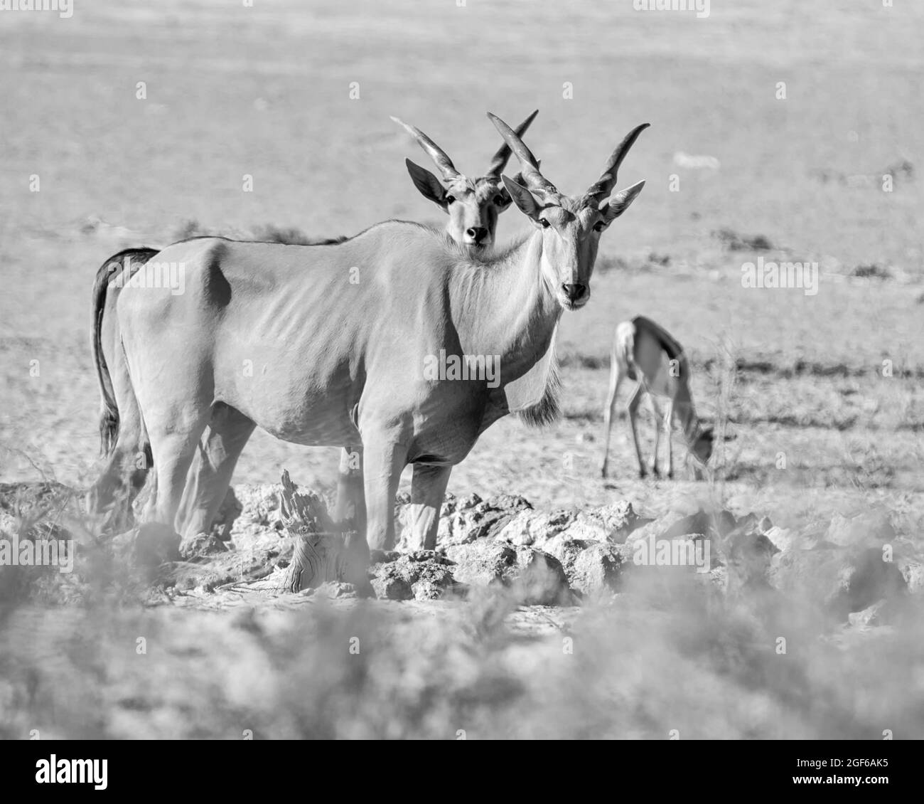 Ein Paar Eland-Antilopen an einem Wasserloch in der Kalahari-Savanne Stockfoto