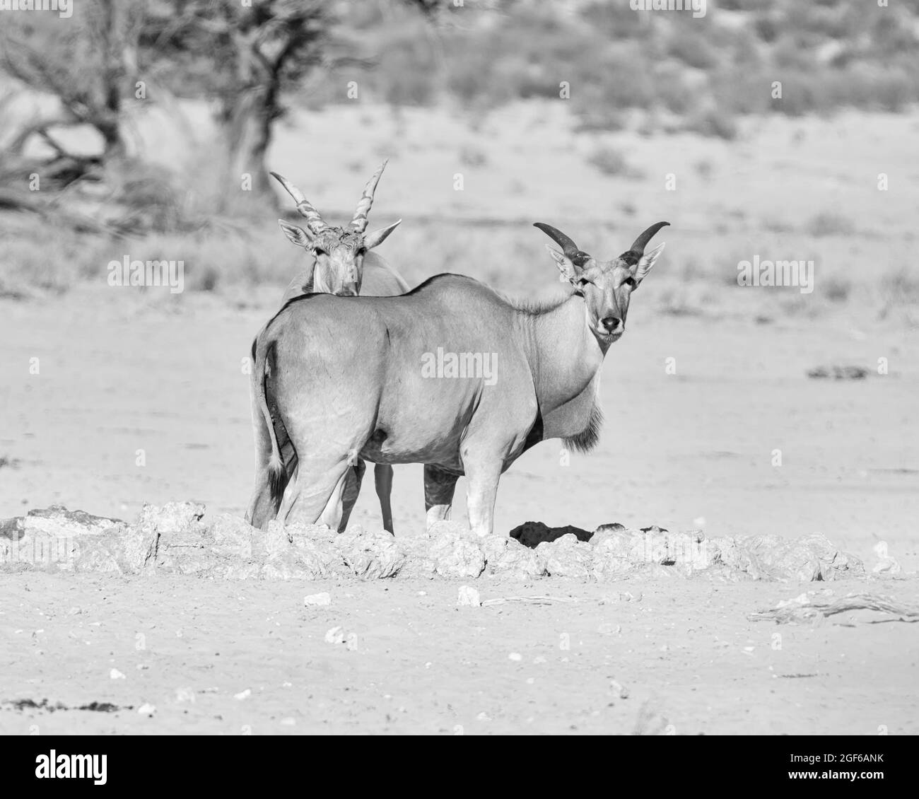 Ein Paar Eland-Antilopen an einem Wasserloch in der Kalahari-Savanne Stockfoto