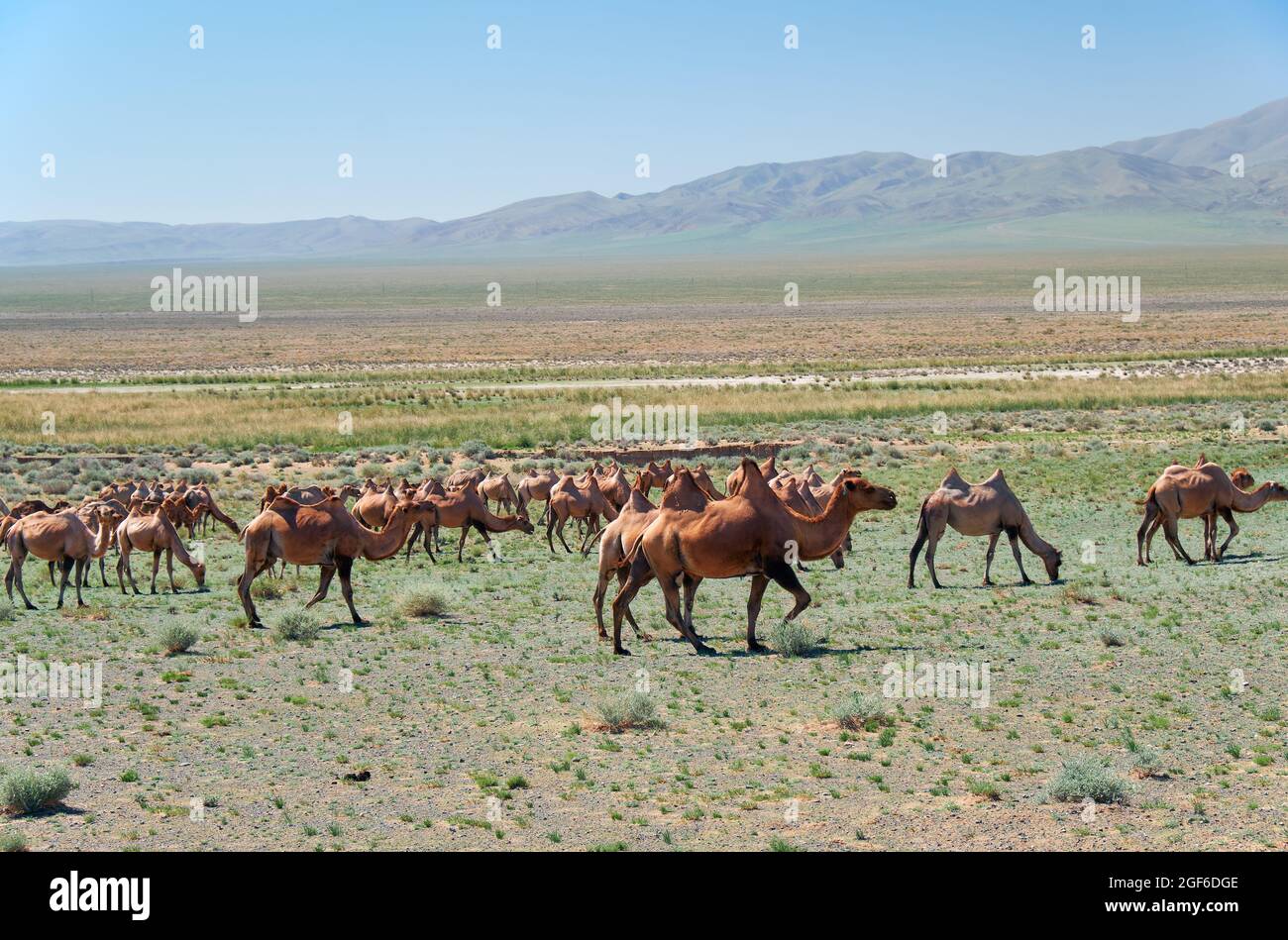 Herde baktriischer Kamele in der mongolischen Steinwüste. Westliche Mongolei. Stockfoto