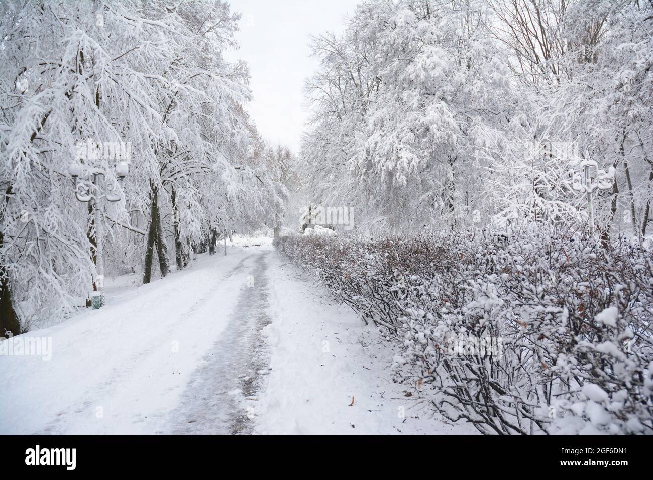 Eine wunderschöne Winterszene eines öffentlichen Parks. Schneebedeckter Wanderweg, Gehweg läuft zwischen hohen Bäumen, Büschen und Laternen, die mit weißen flauschigen sn bedeckt sind Stockfoto