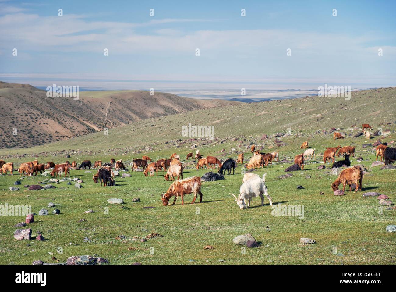 Ziegen weiden auf der Steppenweide in der natürlichen Berggrenze Tsagduult, der westlichen Mongolei Stockfoto