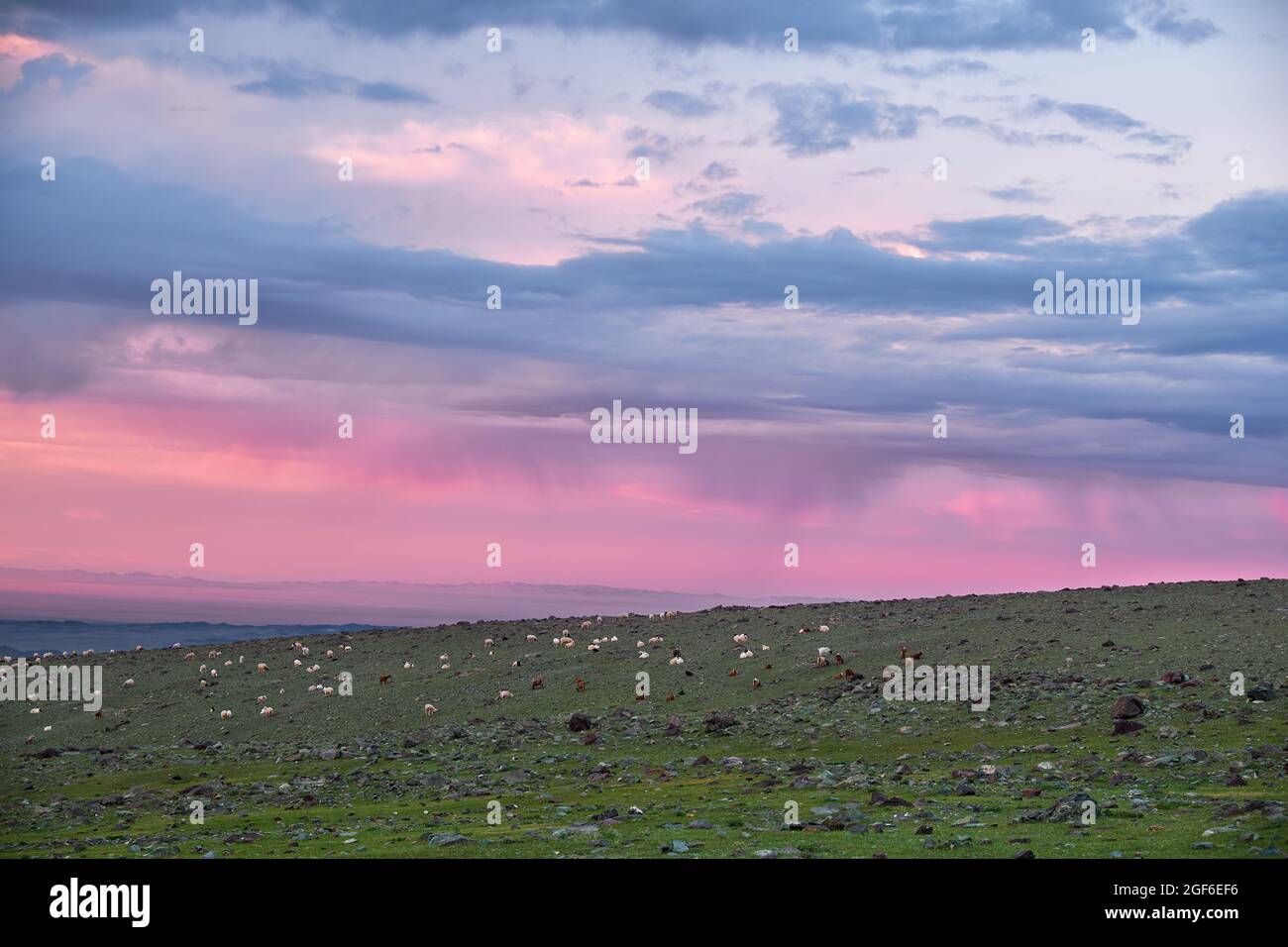 Ziegen und Schafe grasen auf der Steppenweide in der natürlichen Berggrenze Tsagduult, westliche Mongolei. Sonnenuntergangszeit. Stockfoto