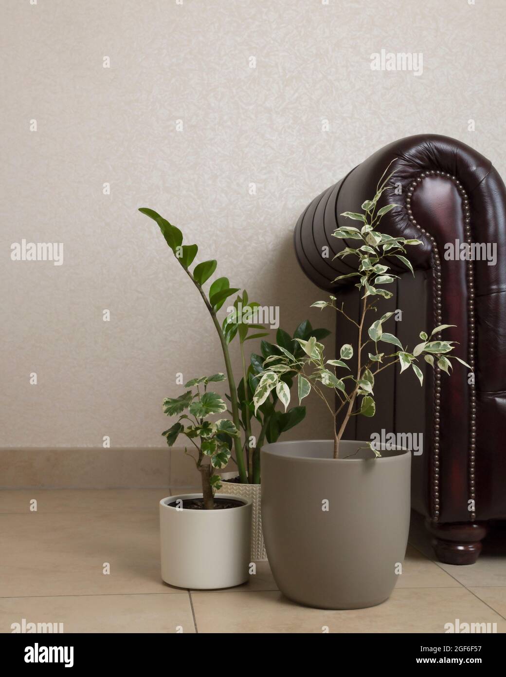 Zimmerpflanzen Ficus und Zamioculcas auf dem Hintergrund eines burgunderroten Sofas, beiger Hintergrund Stockfoto