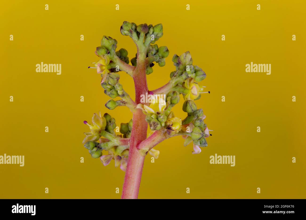Blüten des Mangobaums, Mangifera indica, in Blüte. Stockfoto