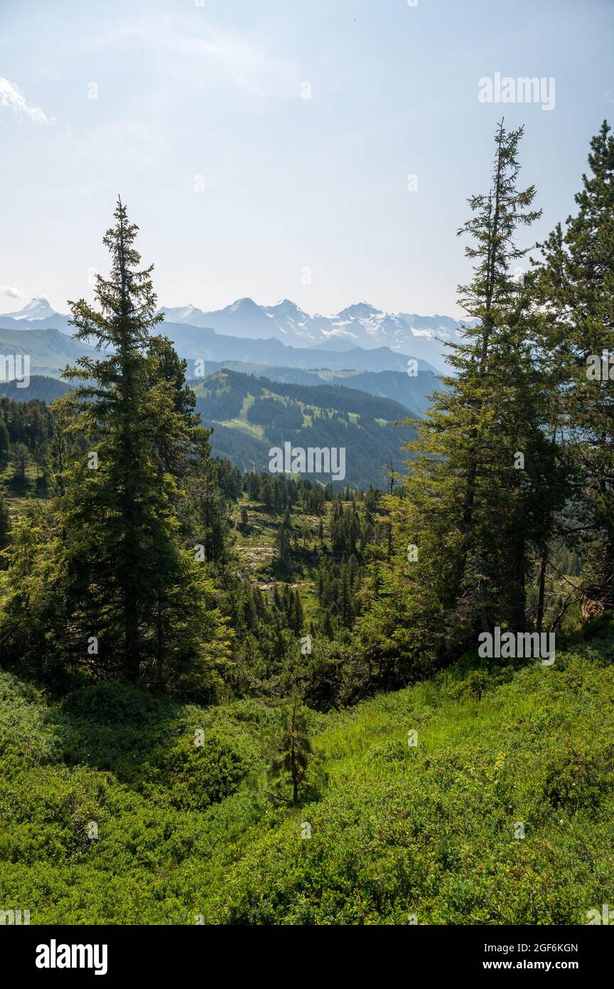 Blick durch Bäume auf Eiger Mönch und Jungfrau Stockfoto