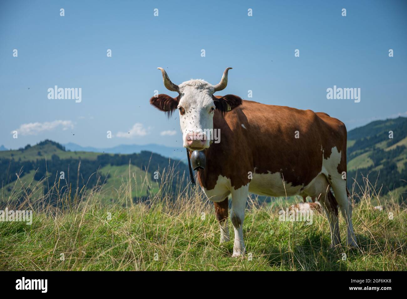 schweizer Kuh auf der Almwiese bei Innereriz, Emmental Stockfoto