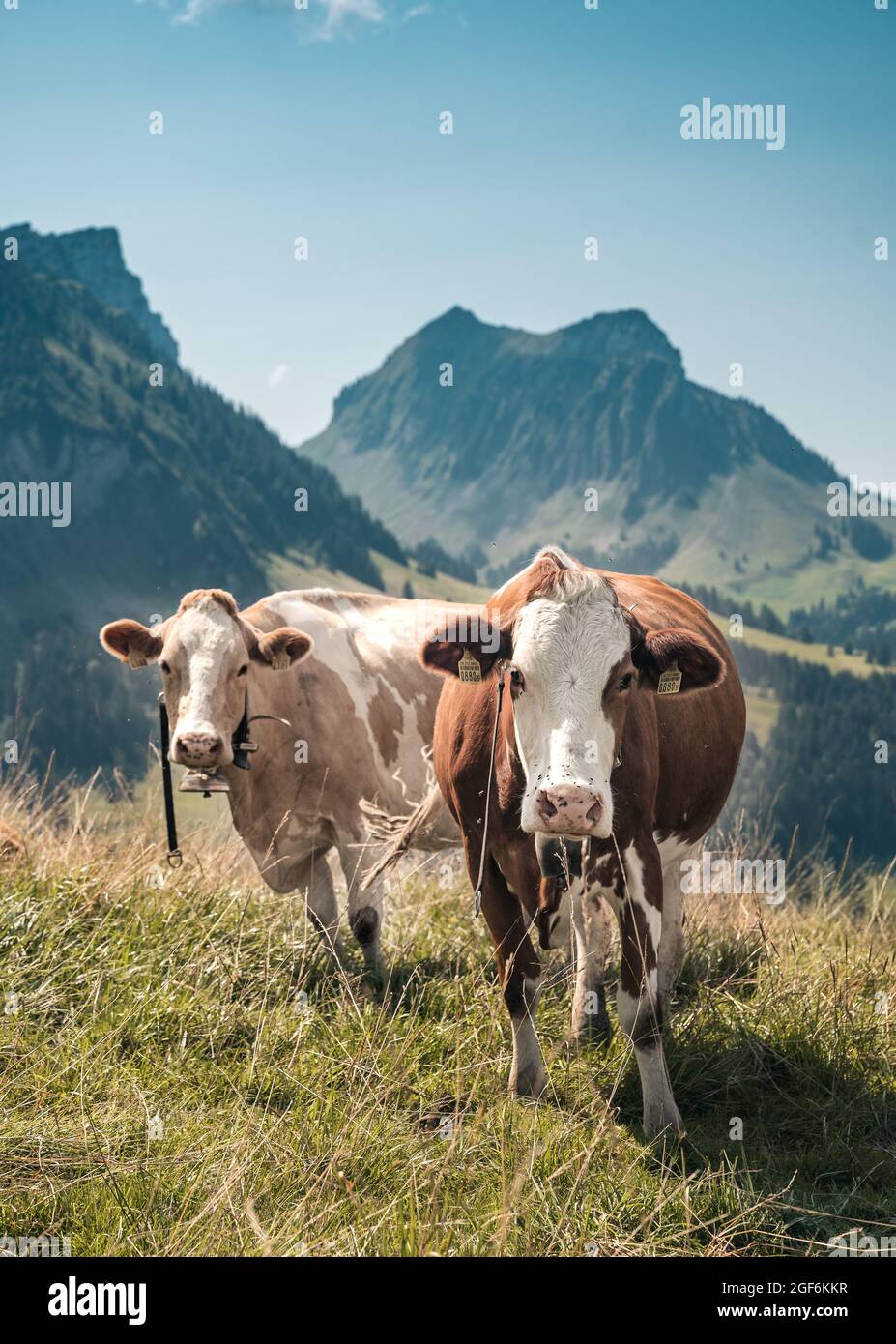schweizer Kuh auf der Almwiese bei Innereriz, Emmental Stockfoto