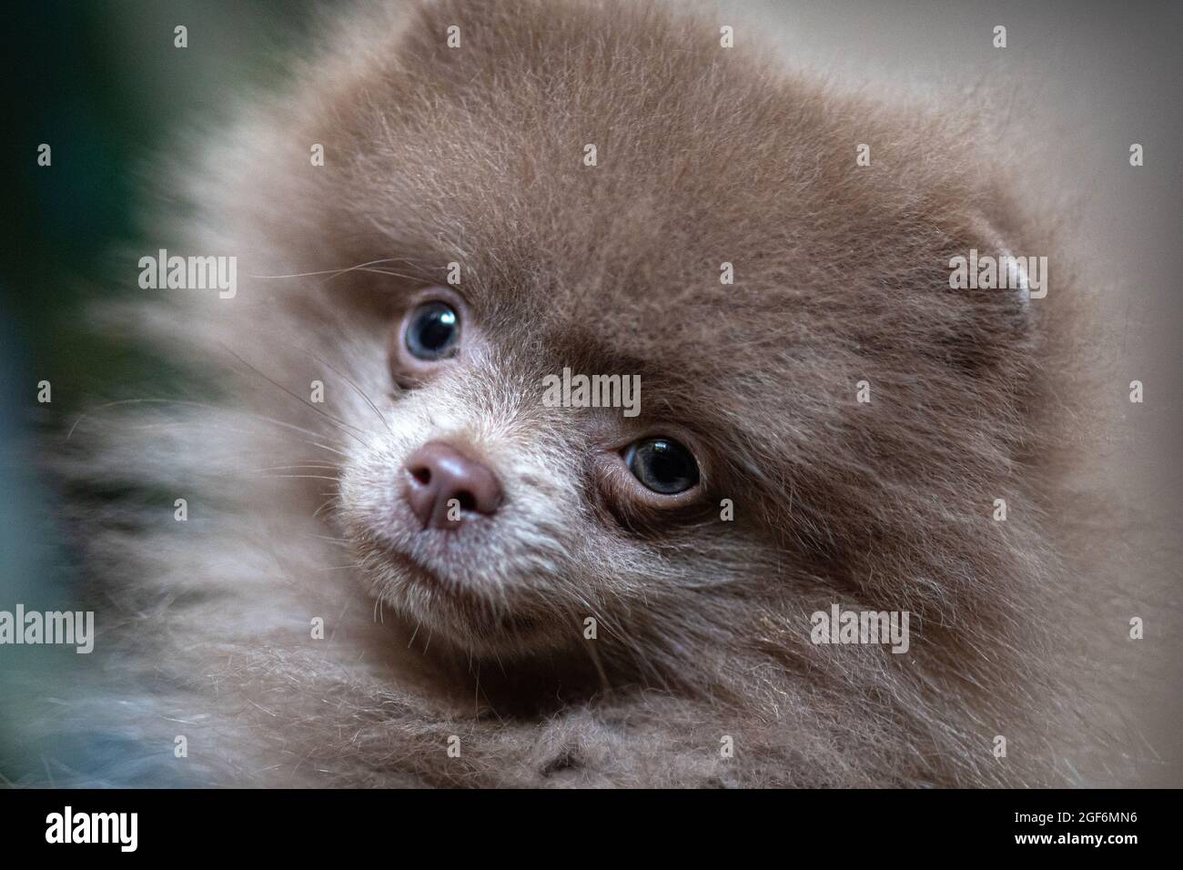 2021-08-23. Hund Pommern Una Pretty Baby. Stockfoto