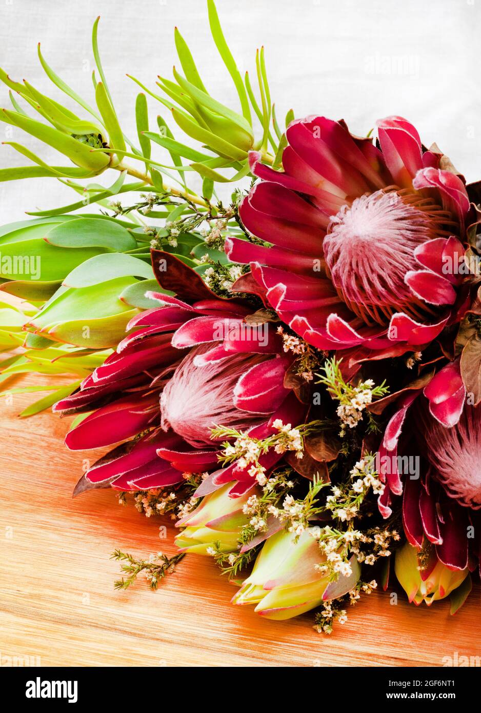 Südafrikanischer protea blüht auf einer rustikalen Oberfläche Stockfoto