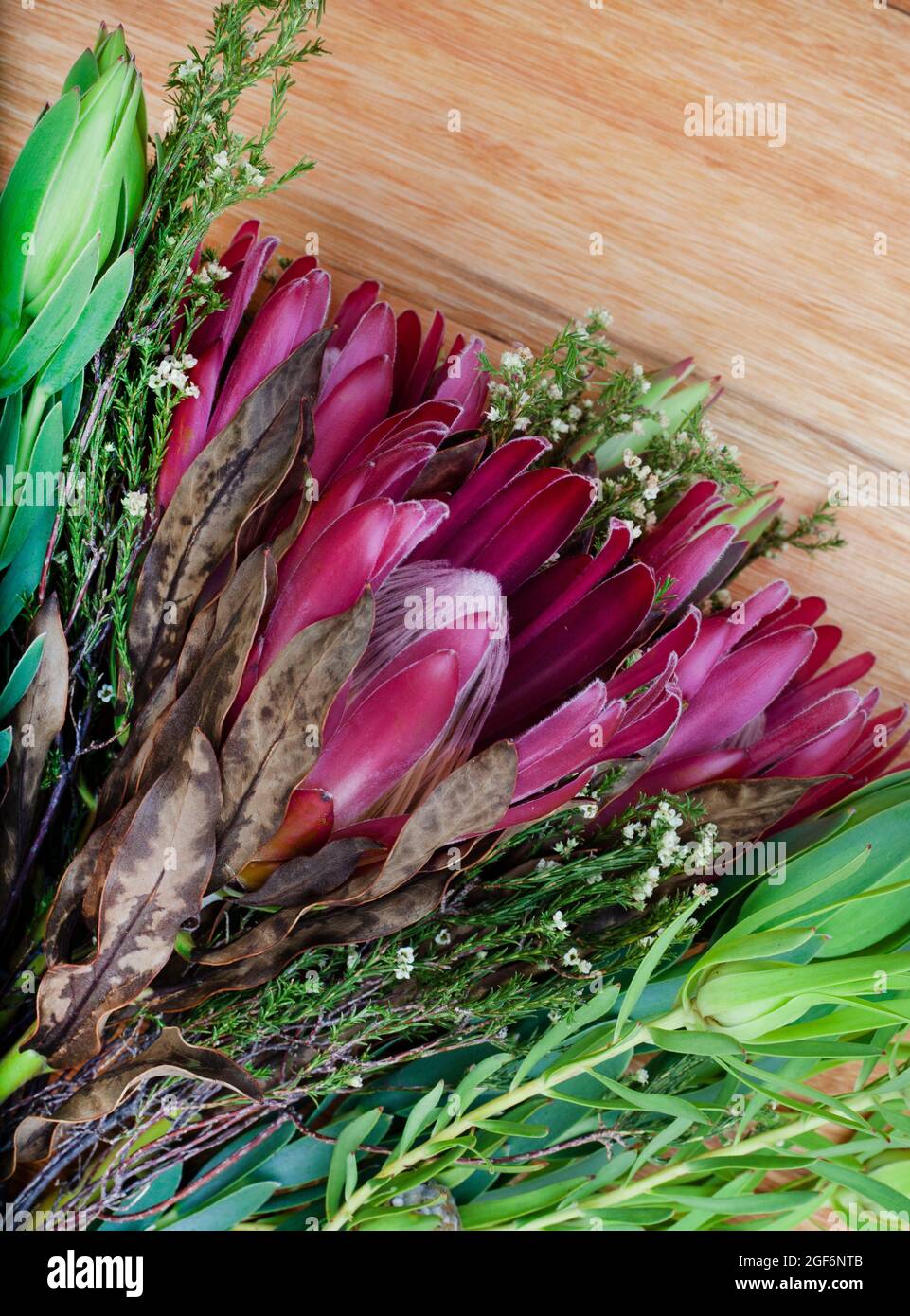 Südafrikanischer protea blüht auf einer rustikalen Oberfläche Stockfoto