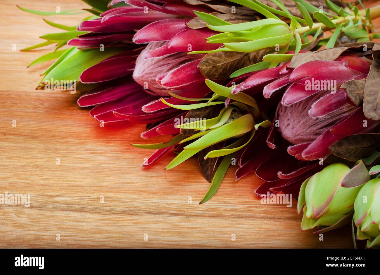 Südafrikanischer protea blüht auf einer rustikalen Oberfläche Stockfoto