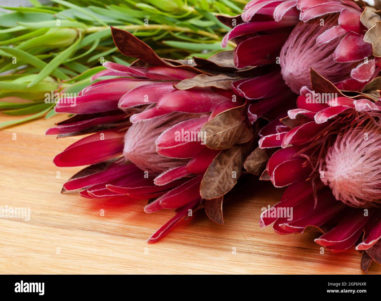 Südafrikanischer protea blüht auf einer rustikalen Oberfläche Stockfoto