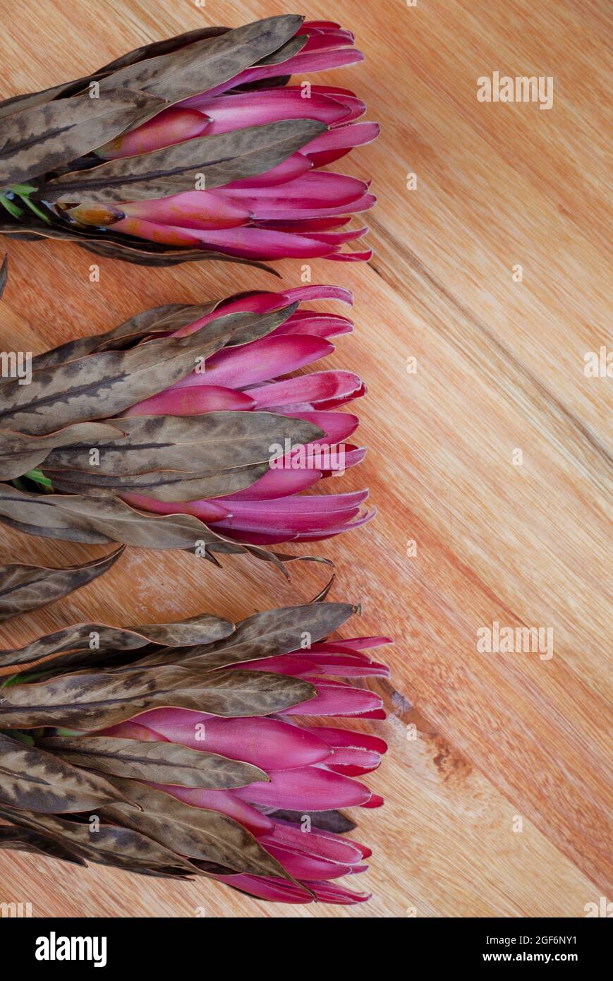 Südafrikanischer protea blüht auf einer rustikalen Oberfläche Stockfoto