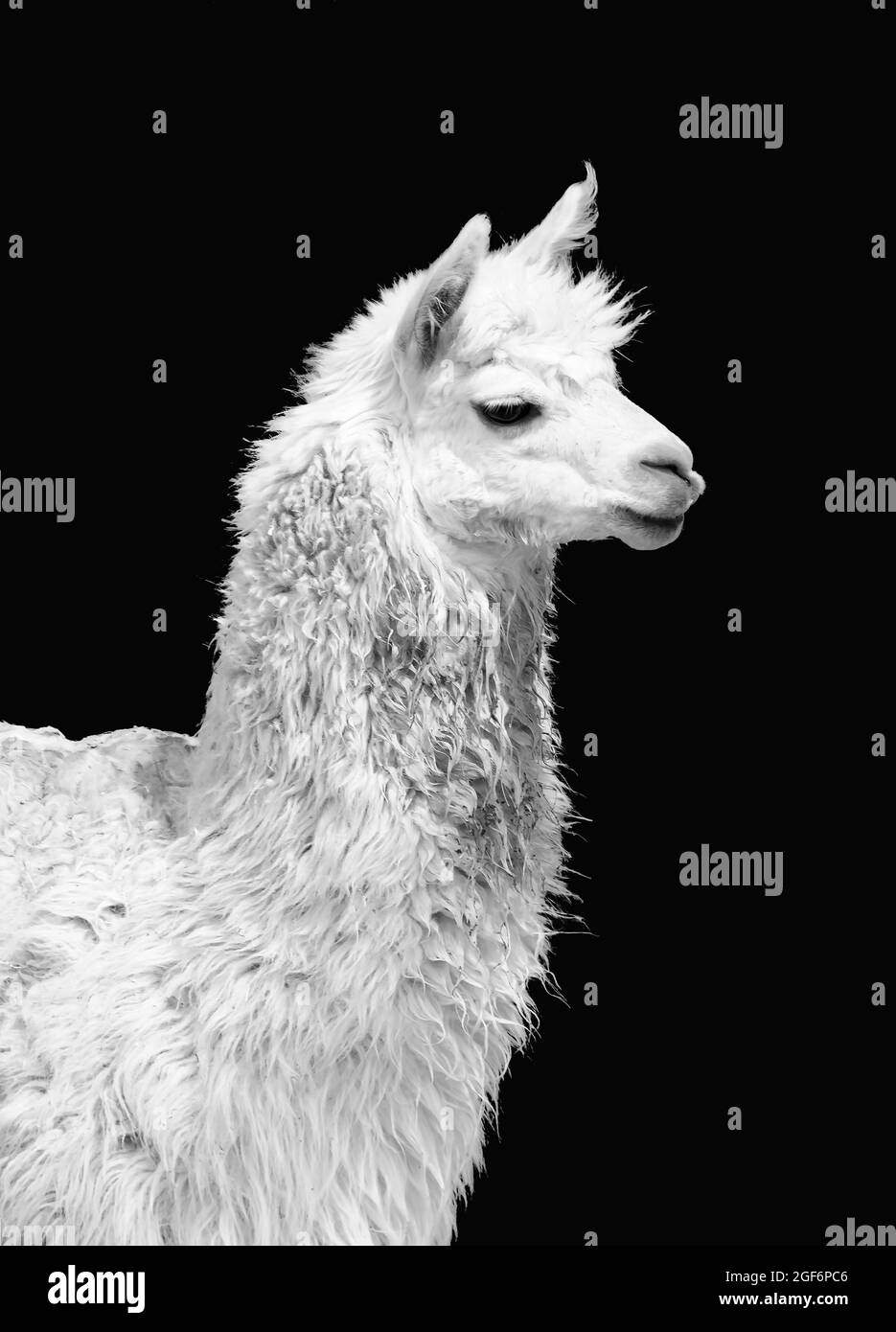 Porträt eines weißen Lama glama lama isoliert auf schwarzem Hintergrund. Schwarz und weiß Stockfoto