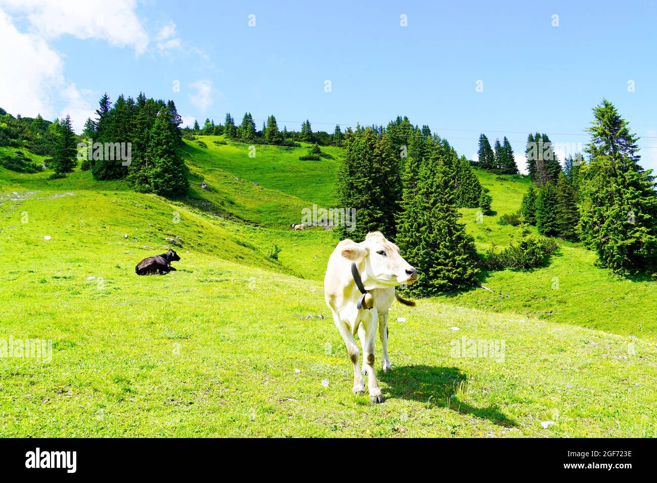 Kuh auf dem Hahnenkamm in Österreich. Bergkuh auf einer üppigen Wiese. Kuhglocke. Stockfoto