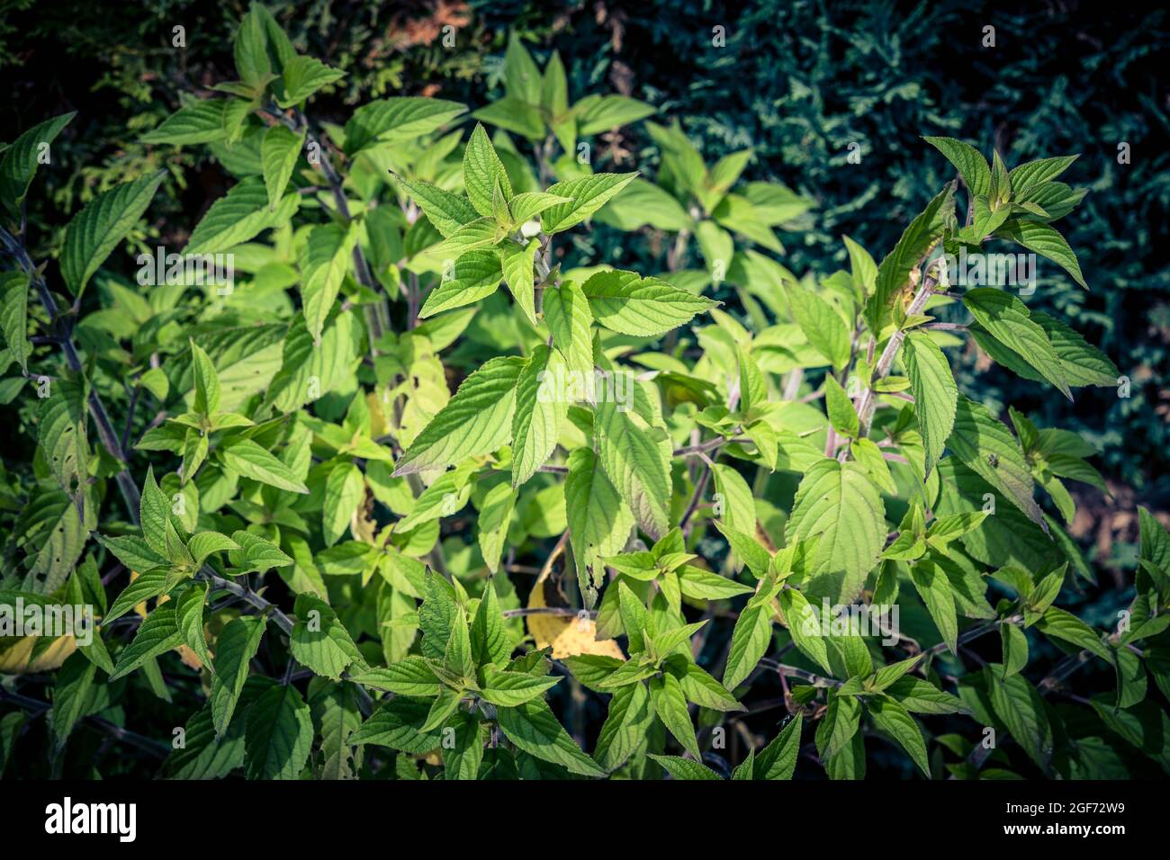 salvia elegans Ananas Salbei Blume Stockfoto