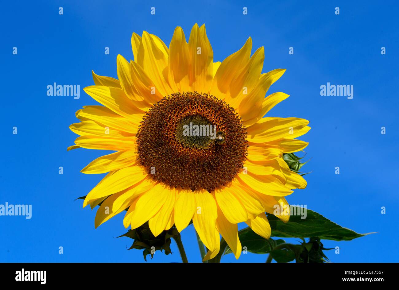 24. August 2021, Brandenburg, Beelitz/OT Zauchwitz: Eine Hummel sitzt auf einer Sonnenblume, die auf dem Gelände des Syringhofs wächst. Anlässlich einer Pressekonferenz zum Ende der Ernte im Land Brandenburg wies der Präsident des Landesbäuerverbandes auf die fehlende Niederschlagsmenge im Monat Juni hin, die sich negativ auf die Ernte von Getreide und Raps ausgewirkt habe. Foto: Soeren Sache/dpa-Zentralbild/dpa Stockfoto