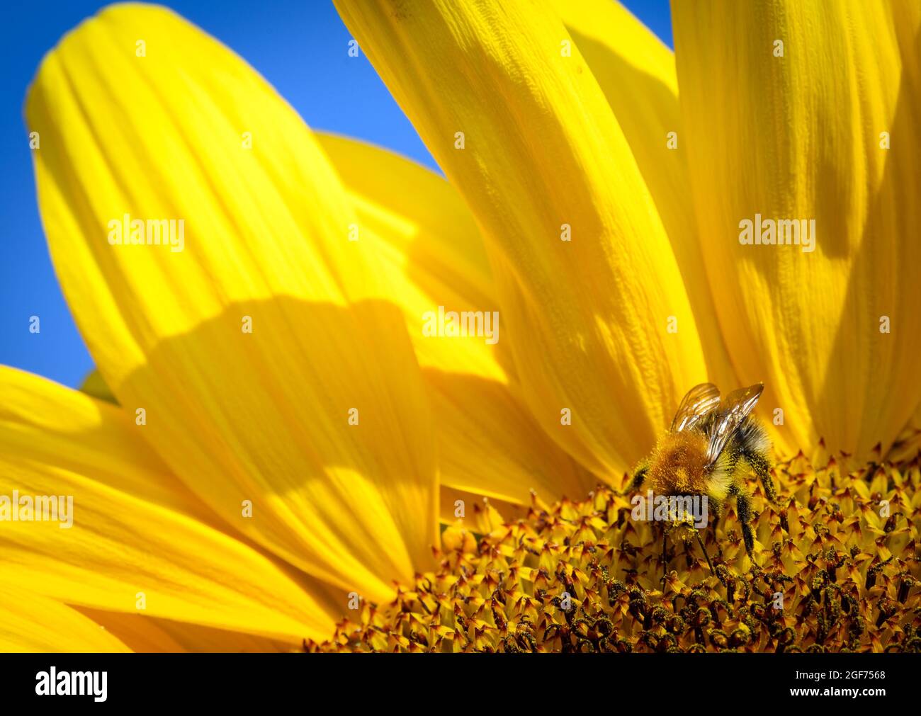 24. August 2021, Brandenburg, Beelitz/OT Zauchwitz: Eine Hummel sitzt auf einer Sonnenblume, die auf dem Gelände des Syringhofs wächst. Anlässlich einer Pressekonferenz zum Ende der Ernte im Land Brandenburg wies der Präsident des Landesbäuerverbandes auf die fehlende Niederschlagsmenge im Monat Juni hin, die sich negativ auf die Ernte von Getreide und Raps ausgewirkt habe. Foto: Soeren Sache/dpa-Zentralbild/dpa Stockfoto