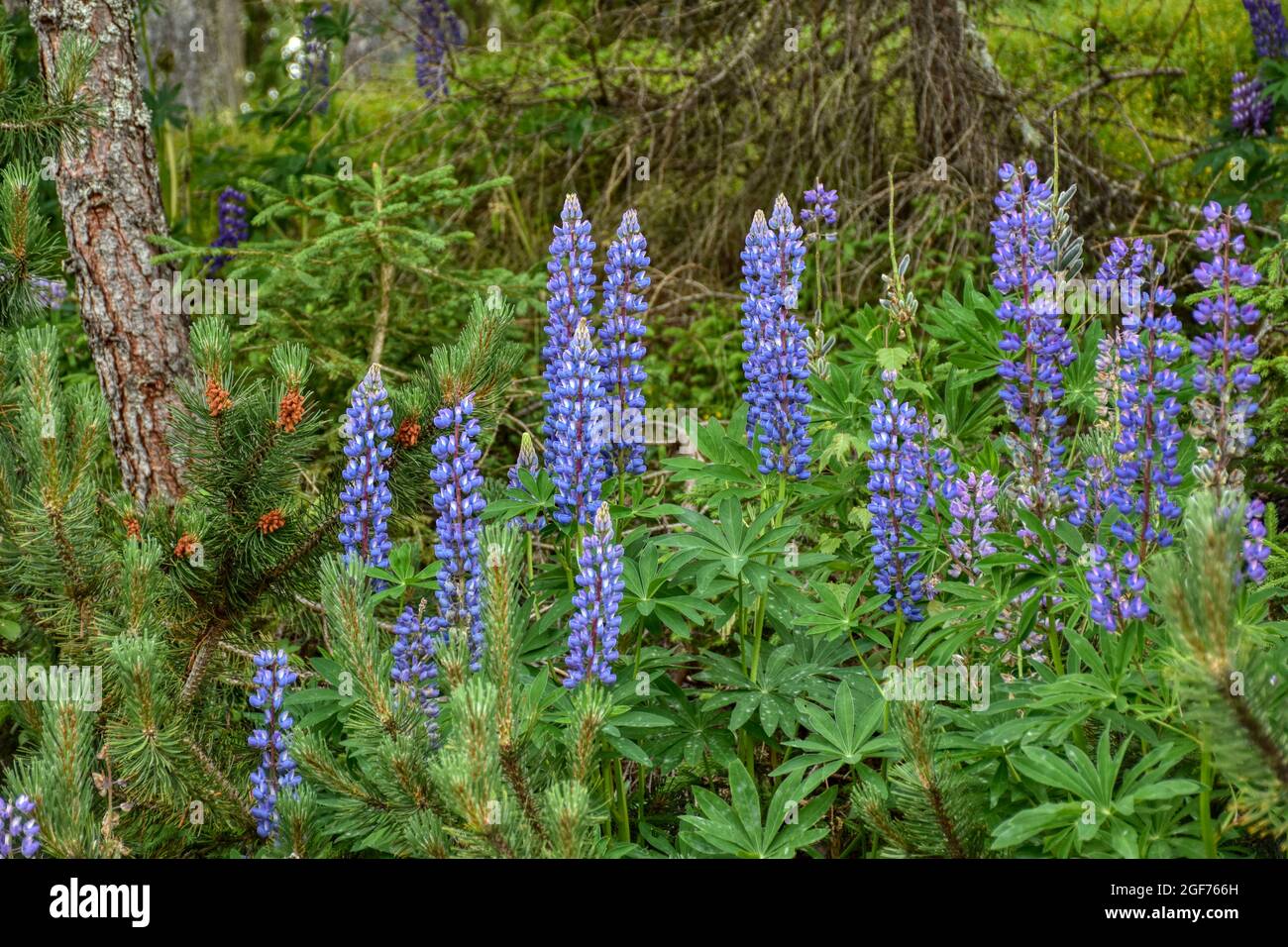 Lupine, Lupinenbohne, Wolfsbohne, Feigbohne, Lupinen, Violett, Blume, Sternalm, Hochstein, Östtirol, Lienz, Blüten, Blüten, Blütenmeer, Schmetterlingsb Stockfoto