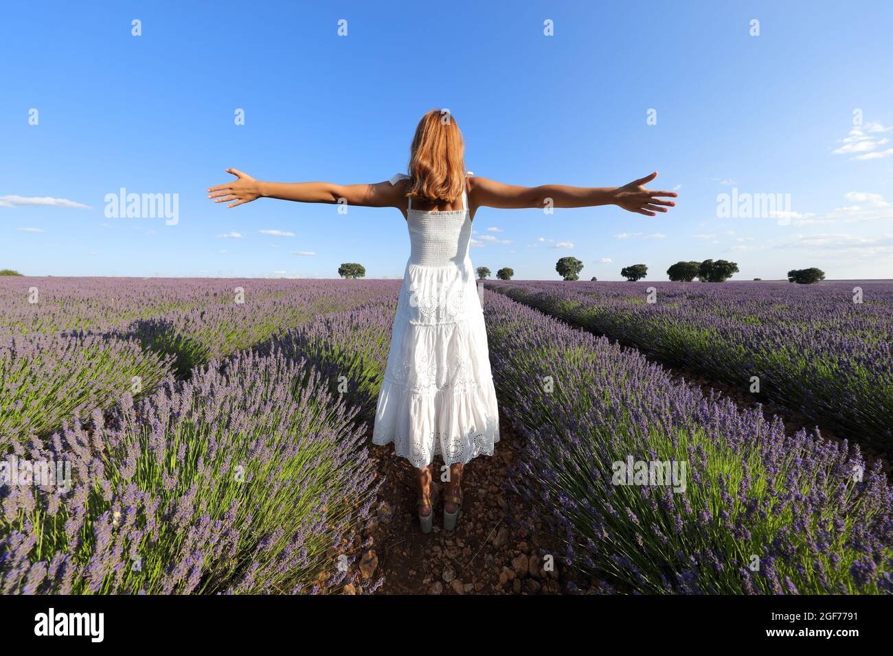 Rückansicht einer Frau im weißen Kleid, die die Arme in einem Lavendelfeld ausstreckt Stockfoto