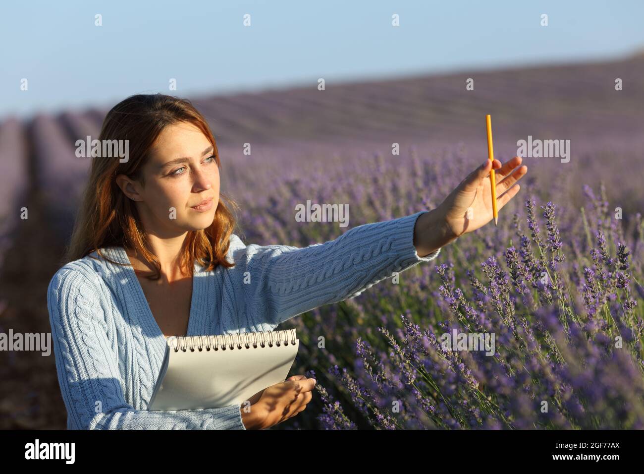 Frau zeichnet auf Notizbuch Rechenperspektive in einem Lavendelfeld bei Sonnenuntergang Stockfoto