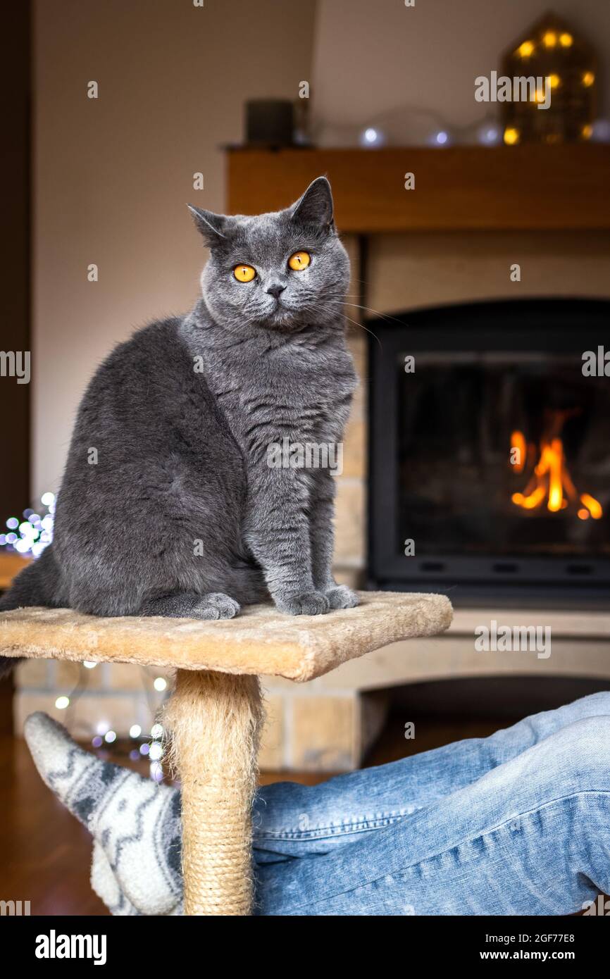 Katze sitzt auf einem Haustier-Bett vor dem Kamin. Britische Kurzhaarkatze, die sich in den Weihnachtsferien gemütlich drinnen entspannt. Weibliche Beine tragen Jeans und Socken Stockfoto