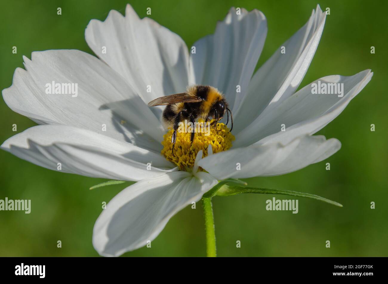 Biene auf weißem Kosmos Blume Stockfoto