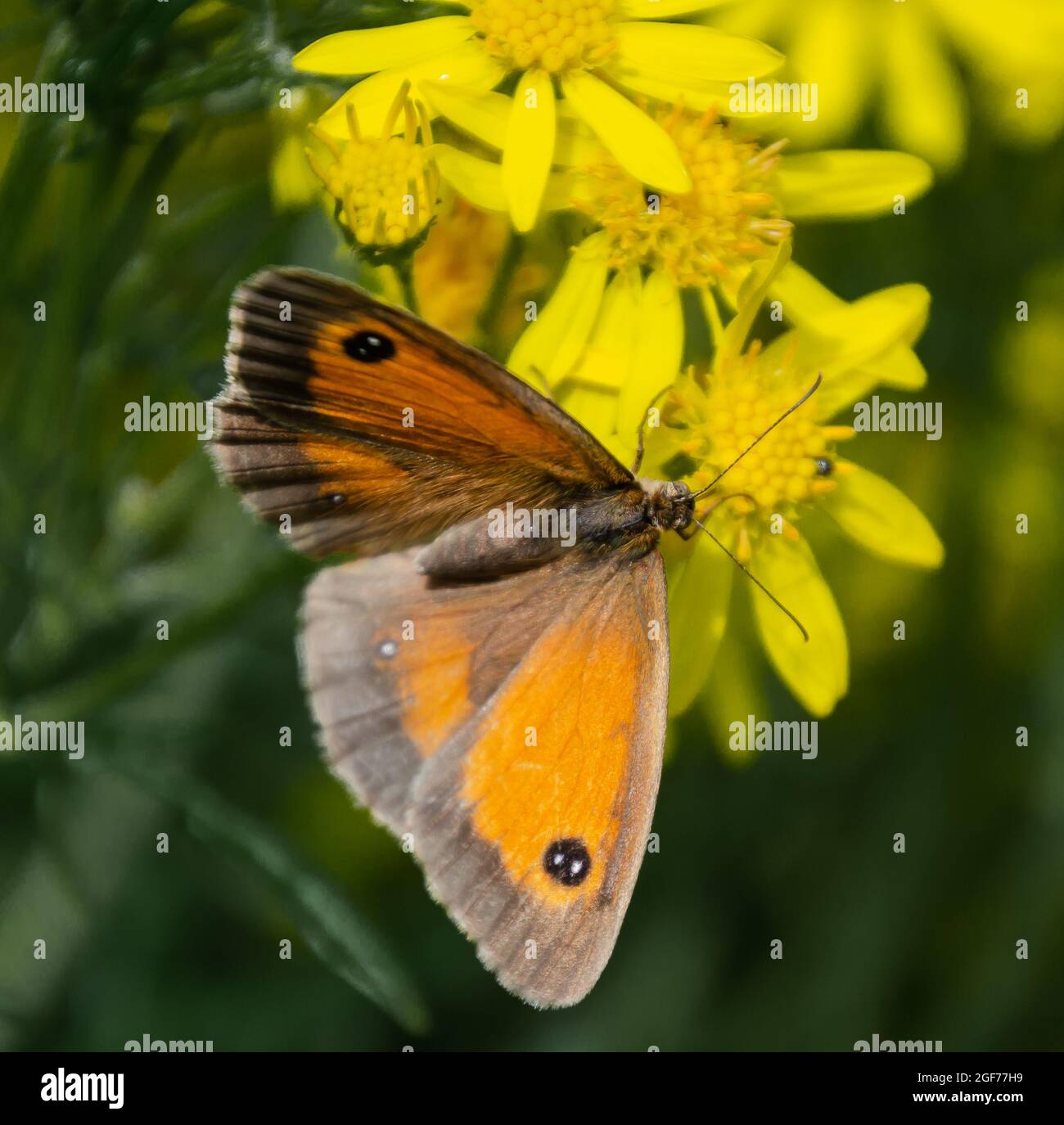 kleiner Fuchs Schmetterling Stockfoto