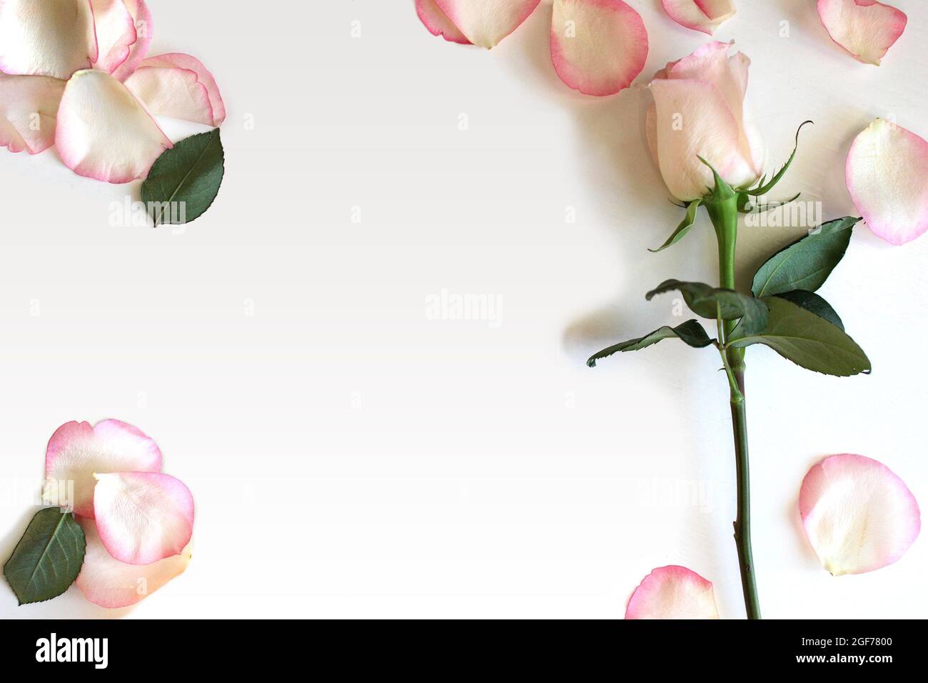 Rose und Blütenblätter flach legen romantischen Hintergrund mit Platz für Text, Karte oder Produkt Stockfoto
