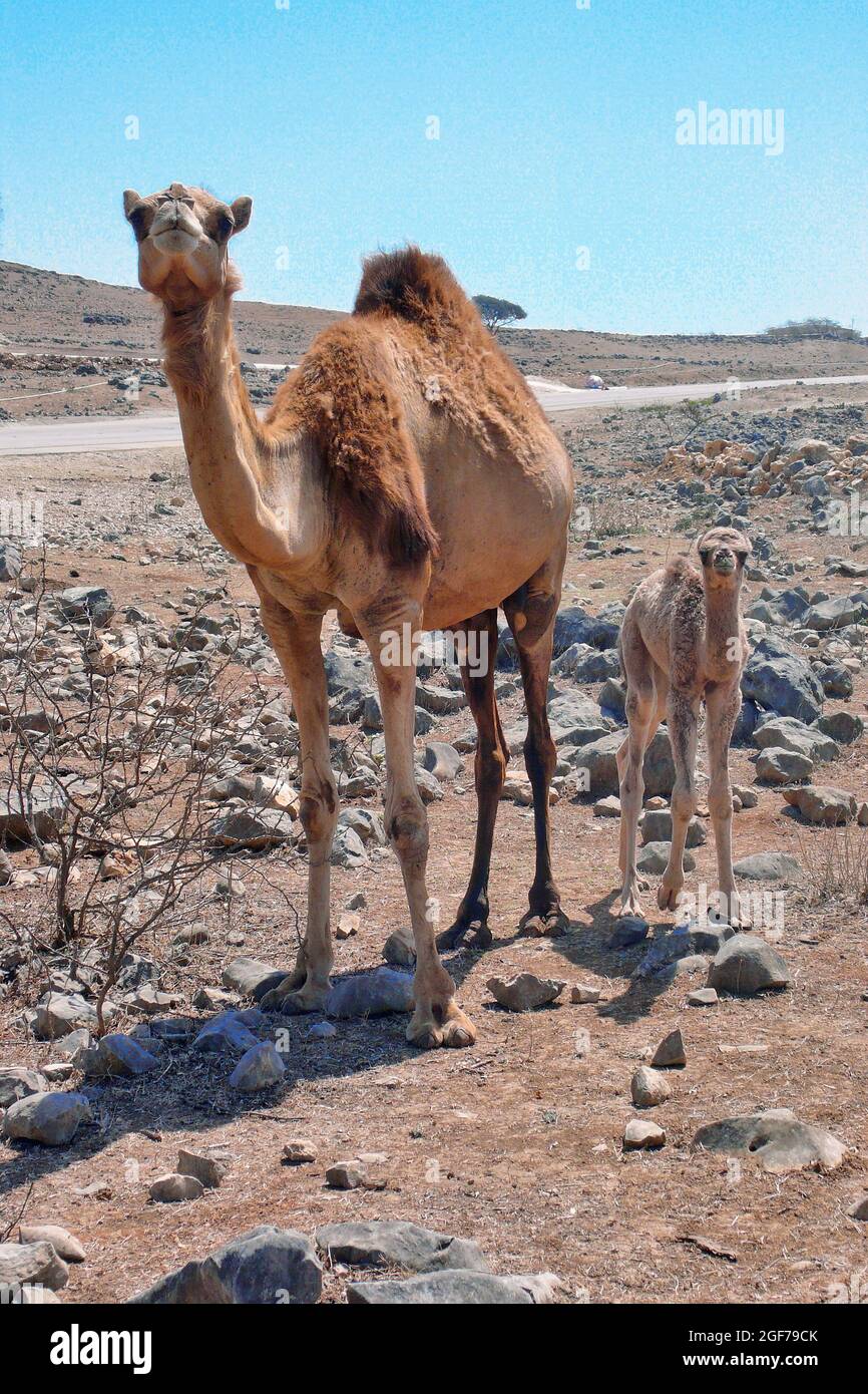 Wilder Dromedar (Camelus dromedarius), Mutter und Kalb, Salalah, Oman Stockfoto