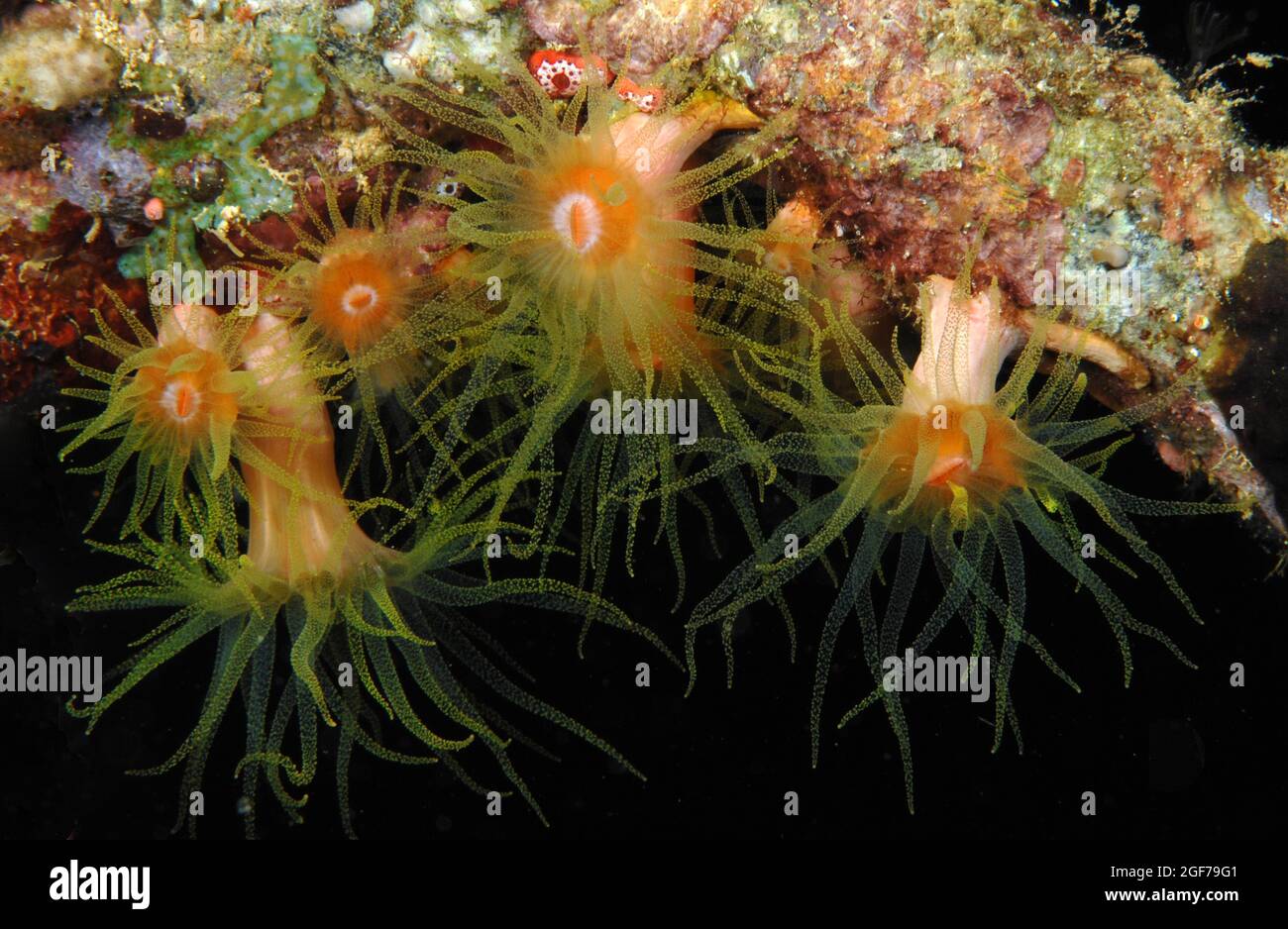 Orange Cup Coral (Tubastraea coccinea), Philippinisches Meer, Indo-Pazifik, Cebu, Visayas, Philippinen Stockfoto