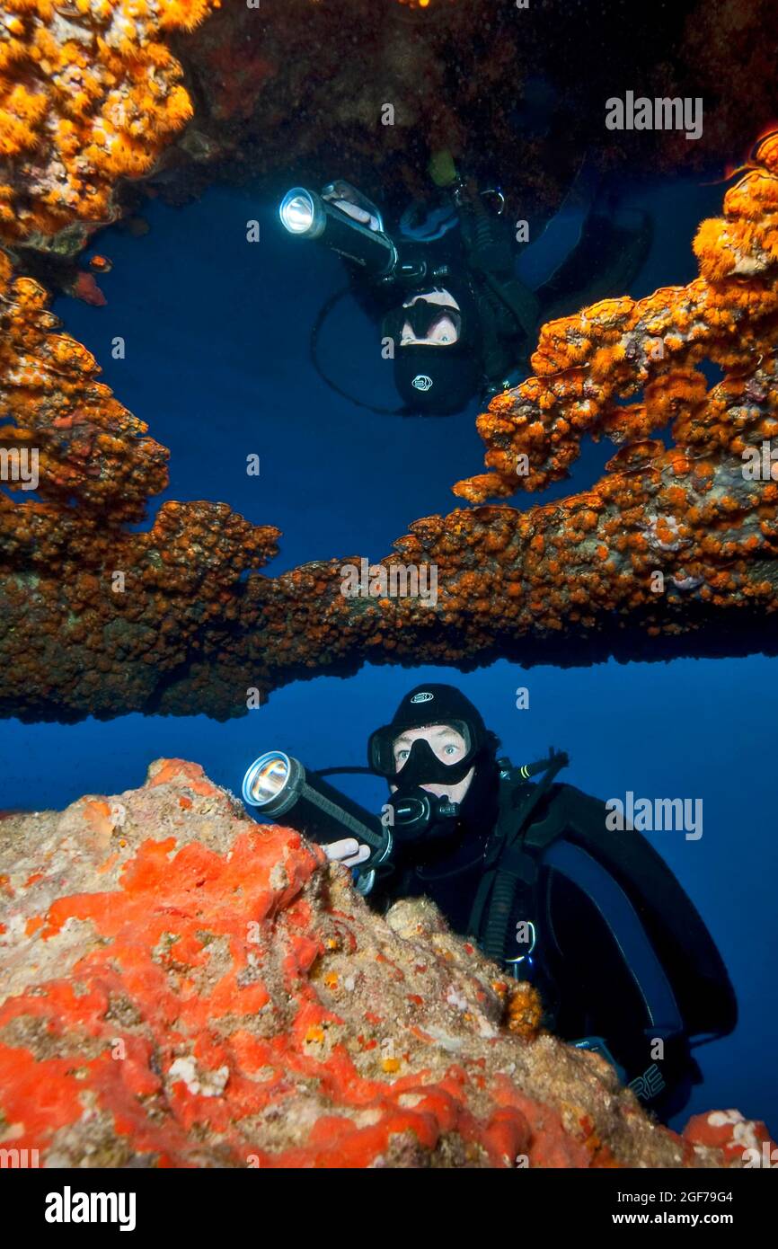 Taucher, der gelbe Krustenanemonen (Parazoanthus axinellae) anschaut und beleuchtet und sich in einer Luftblase in der Unterwasser-Höhlendecke widerspiegelt Stockfoto