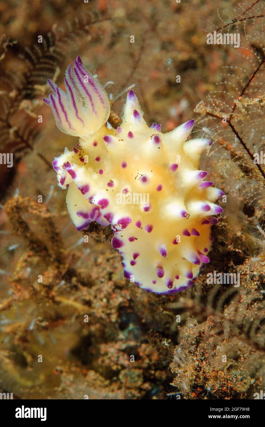 Herrliche Sternschnecke, holprige Mexichromis (Mexichromis multituberculata), Indo-Pazifik, Bali, Indonesien Stockfoto