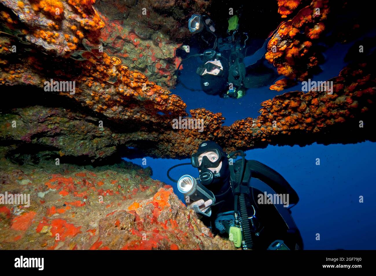 Taucher, der gelbe Krustenanemonen (Parazoanthus axinellae) anschaut und beleuchtet und sich in einer Luftblase in der Unterwasser-Höhlendecke widerspiegelt Stockfoto