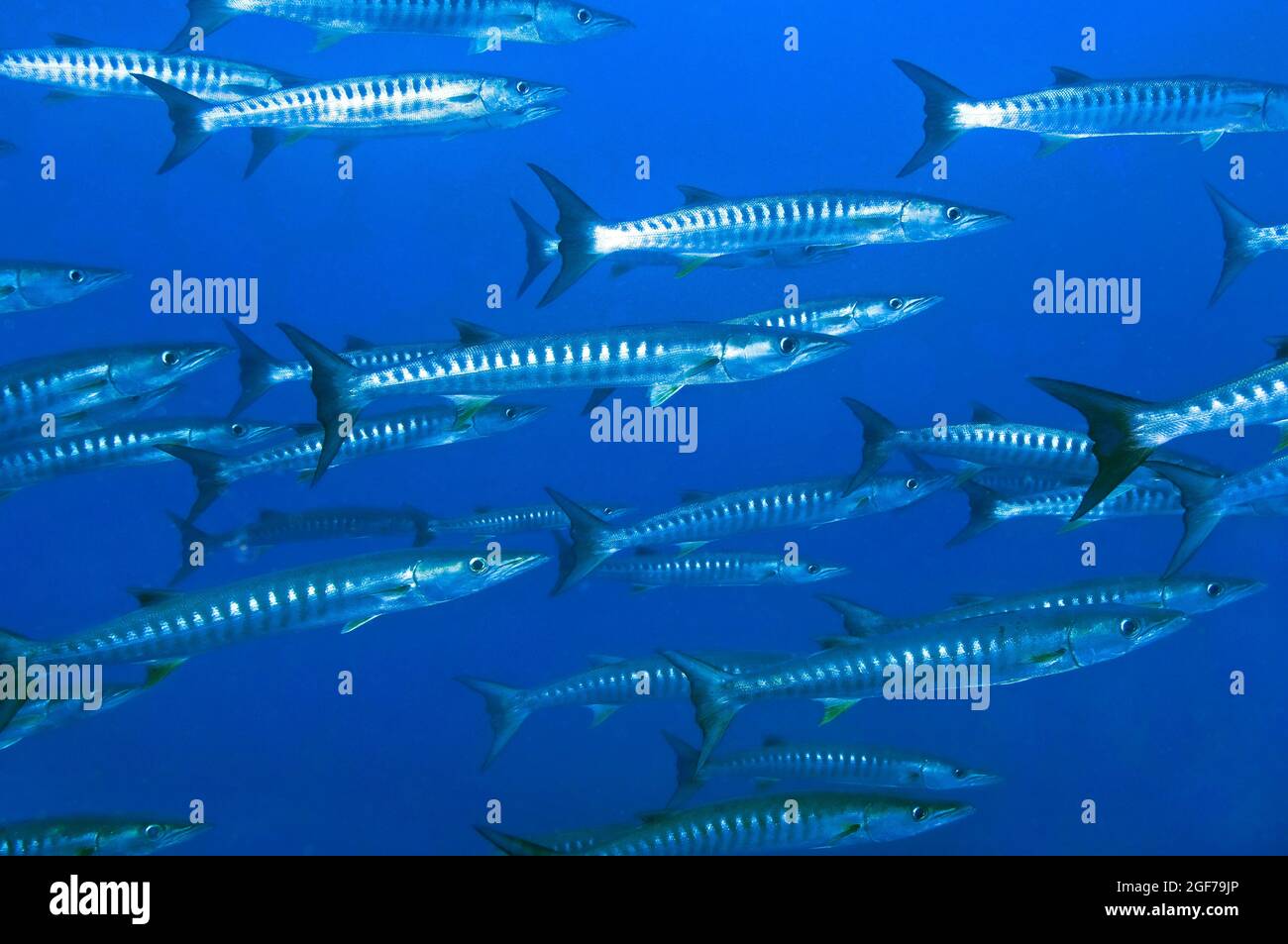 Schule der Blackfin barracudas (Sphyraena qenie), Schule der Fische, Indo-Pazifik, Bali, Indonesien Stockfoto