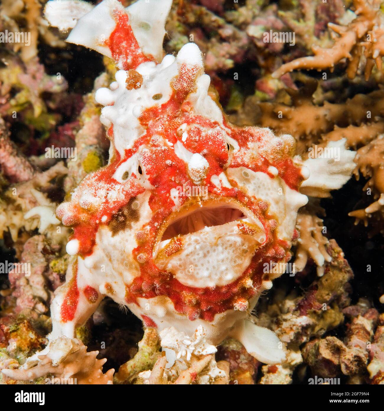 Warziger Anglerfisch (Antennarius maculatus), offener Mund, Moalboal, Cebu, Visayas-Archipel, Philippinen Stockfoto