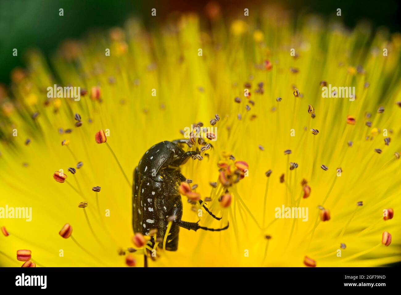 Weißfleckiger Rosenkäfer (Oxythyrea funesta) in einer Johanniskraut-Blume, Wallis, Schweiz Stockfoto