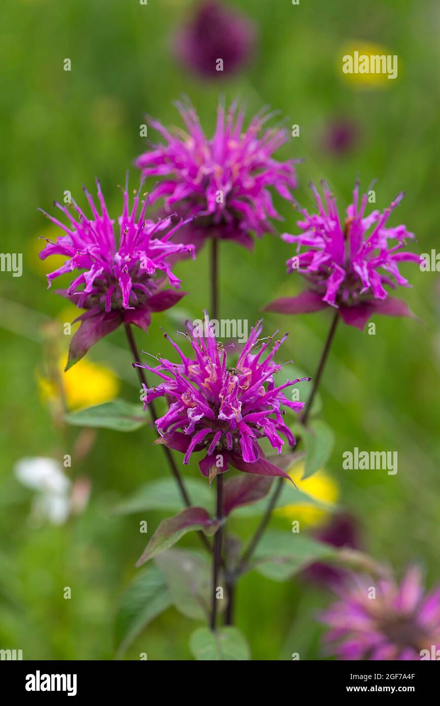 Indische Brennnessel (Monarda menthifolia), Bayern, Deutschland Stockfoto