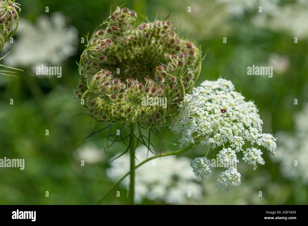 Blumen- und Samenständer der Wildkarotte, Bayern, Deutschland Stockfoto