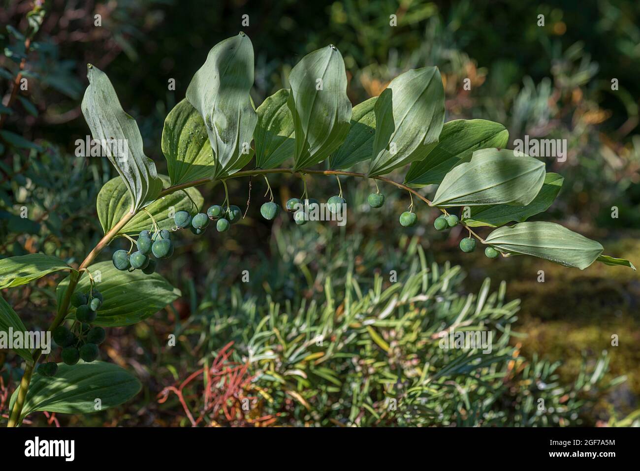 Samenstand der Salomonen-Robbe (Polygonatum multiflorum), Botanischer Garten, Erlangen, Deutschland Stockfoto
