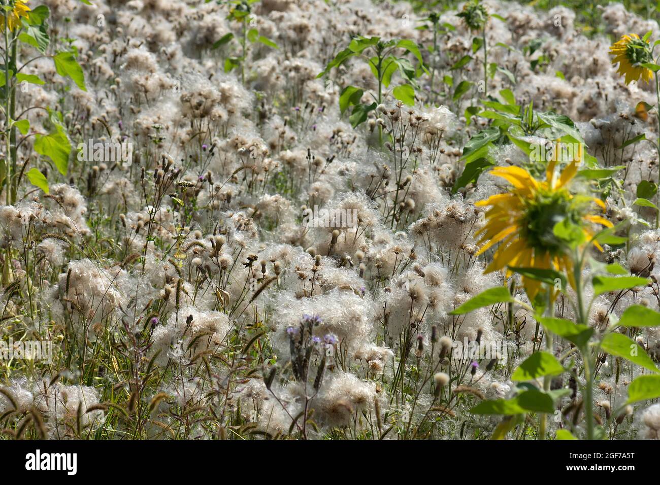 Feld mit verblassten schleichenden Disteln (Cirsium arvense) Bayern, Deutschland Stockfoto