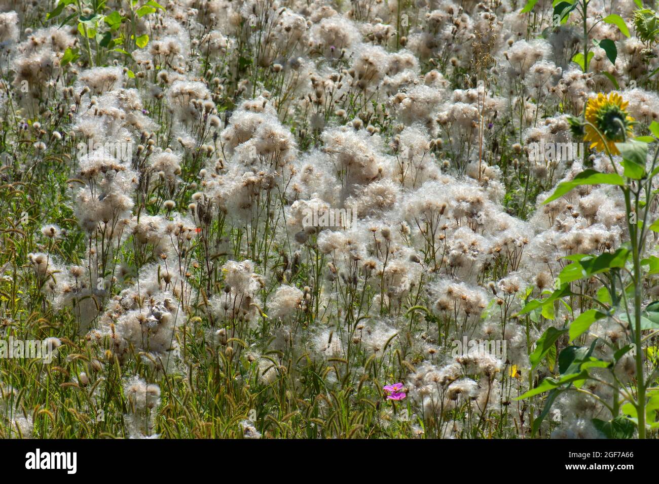 Feld mit verblassenem Kriechdistel (Cirsium arvense), Bayern, Deutschland Stockfoto